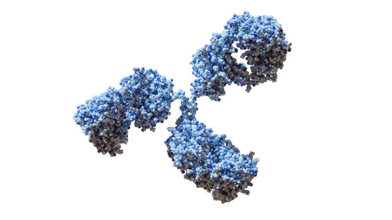 Antibody digaram